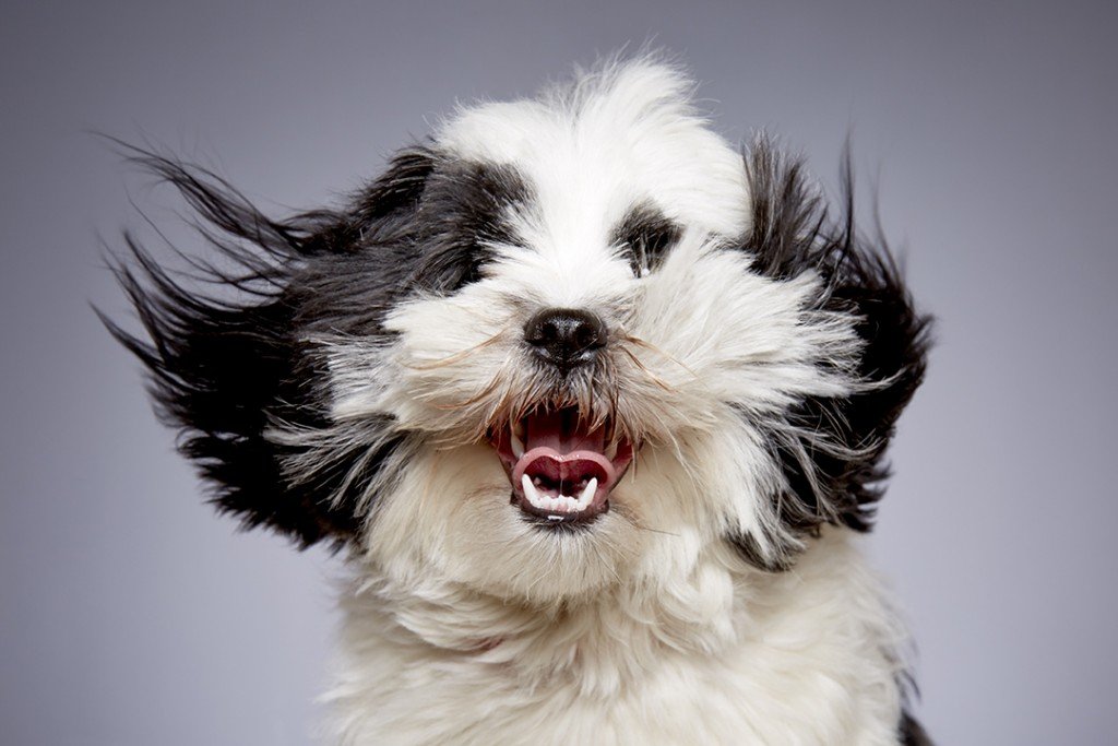 Image for £20 Dog Tales Portrait Voucher (Normal Price £195) SPECIAL MOTHERS DAY OFFER